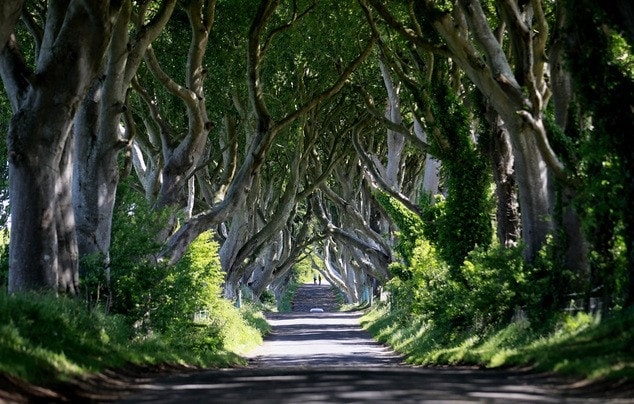 The Dark Hedges / The Kingsroad