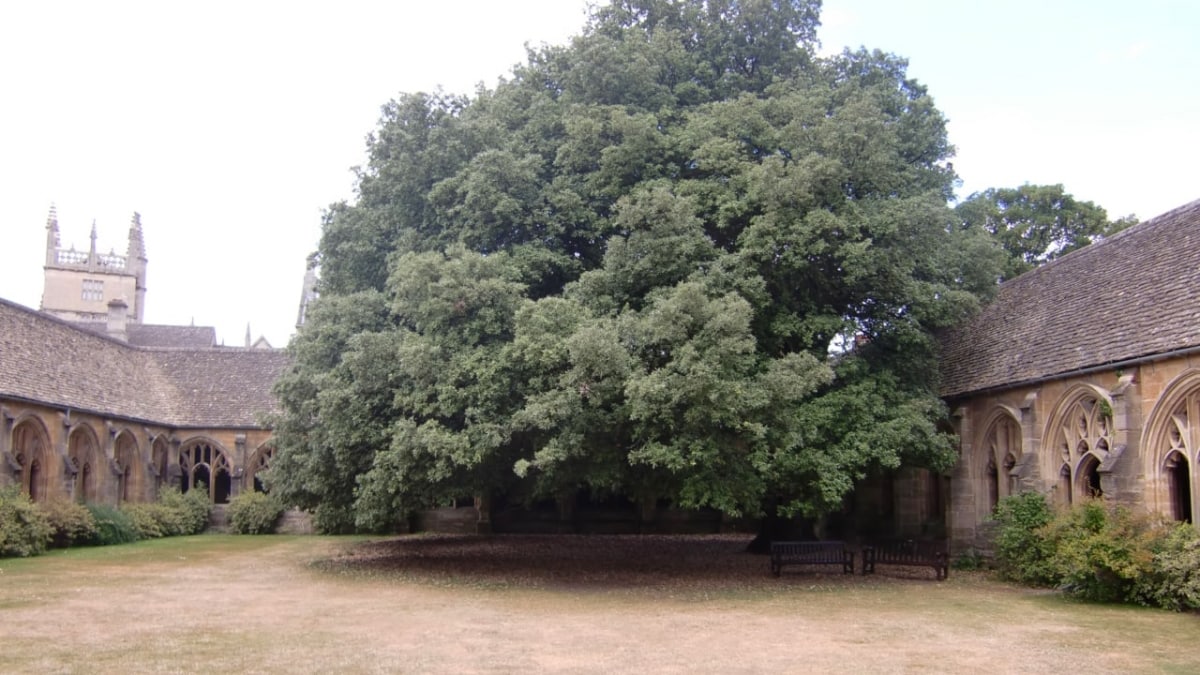 New College / Draco Malfoy Ferret Scene | Brit Movie