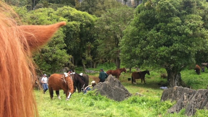 Hairy Feet Waitomo during Filming: Dwarf Ponies
