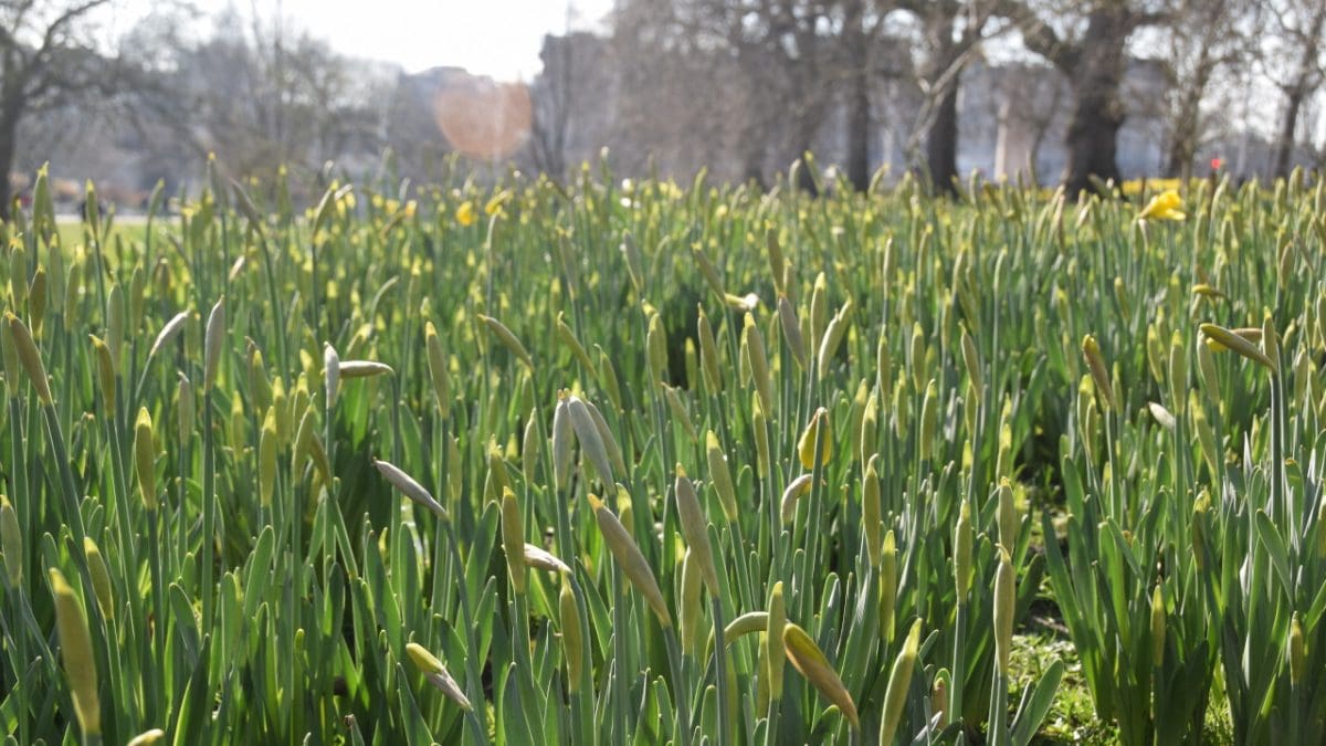 The Crown Private Walking Tour of London